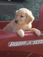 Bo, a male Golden Retriever for sale in Rocky Mount, VA – 1 of 5