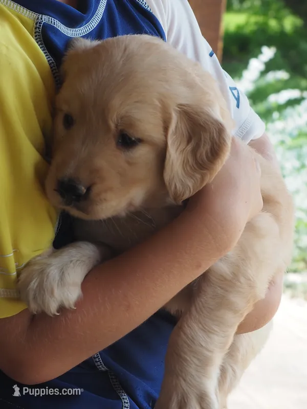 Maverick – Golden Retriever puppy for sale in Rocky Mount, VA