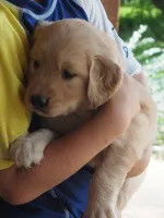Maverick, a male Golden Retriever for sale in Rocky Mount, VA – 1 of 5