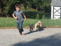 Briana, a female Golden Retriever for sale in Rocky Mount, VA – 2 of 3