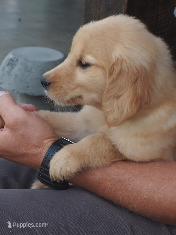 Briana – Golden Retriever puppy for sale in Rocky Mount, VA