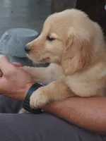 Briana, a female Golden Retriever for sale in Rocky Mount, VA – 1 of 3
