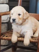 Maverick, a male Golden Retriever for sale in Rocky Mount, VA – Photo 1 of 3