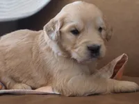 Maverick, a male Golden Retriever for sale in Rocky Mount, VA – Photo 3 of 3