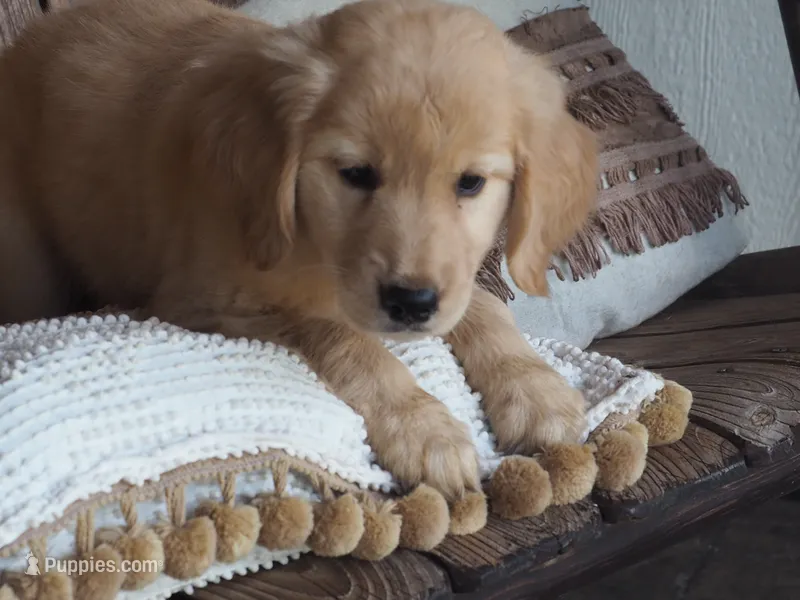 Belle – Golden Retriever puppy for sale in Rocky Mount, VA