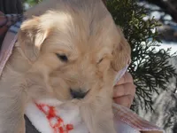 Jayci, a female Golden Retriever for sale in Rocky Mount, VA – Photo 2 of 2
