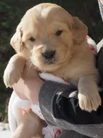 Jayci, a female Golden Retriever for sale in Rocky Mount, VA – Photo 1 of 2