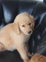 Brynn, a female Golden Retriever for sale in Rocky Mount, VA – 3 of 4