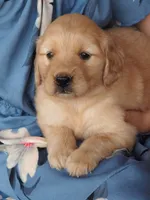 Sunny, a female Golden Retriever for sale in Rocky Mount, VA – 2 of 2