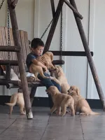 Brynn, a female Golden Retriever for sale in Rocky Mount, VA – 4 of 4