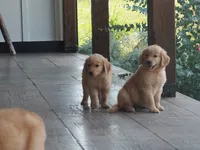 Briana, a female Golden Retriever for sale in Rocky Mount, VA – 3 of 3