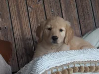 Belle, a female Golden Retriever for sale in Rocky Mount, VA – 2 of 4
