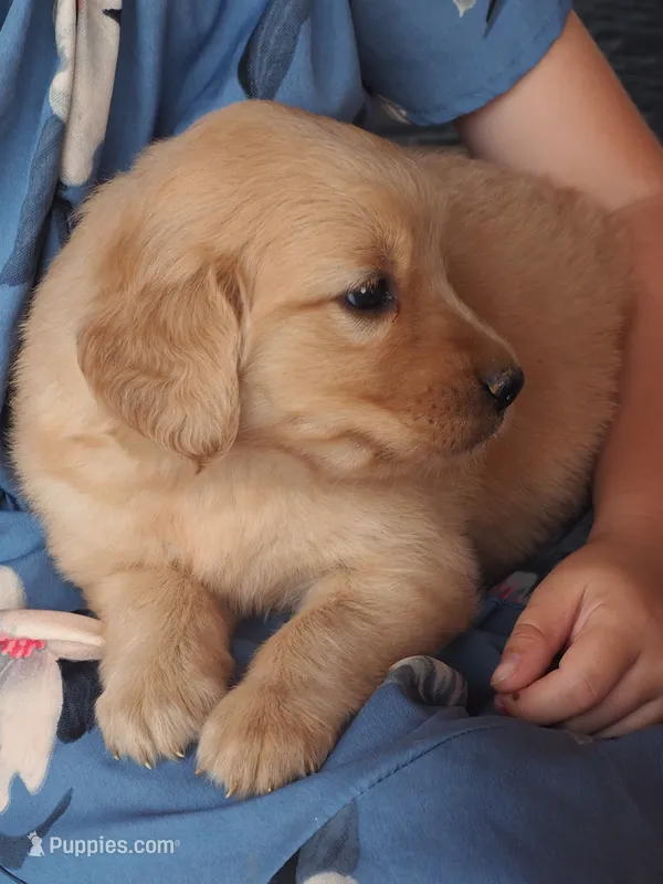 Sunny – Golden Retriever puppy for sale in Rocky Mount, VA