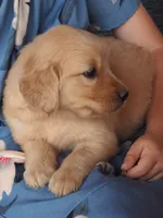 Sunny, a female Golden Retriever for sale in Rocky Mount, VA – 1 of 2