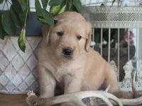 Nova, a female Golden Retriever for sale in Rocky Mount, VA – 2 of 2