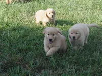 Belle, a female Golden Retriever for sale in Rocky Mount, VA – 3 of 4