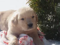 Angel, a female Golden Retriever for sale in Rocky Mount, VA – Photo 4 of 4