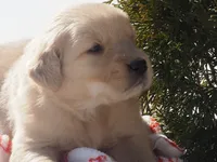 Angel, a female Golden Retriever for sale in Rocky Mount, VA – Photo 1 of 4