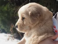 Angel, a female Golden Retriever for sale in Rocky Mount, VA – Photo 2 of 4