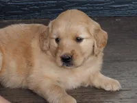 Maverick, a male Golden Retriever for sale in Rocky Mount, VA – 5 of 5