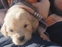 Denali, a male Golden Retriever for sale in Rocky Mount, VA – Photo 2 of 3