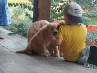 Bo, a male Golden Retriever for sale in Rocky Mount, VA – 5 of 5