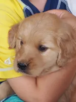 Maverick, a male Golden Retriever for sale in Rocky Mount, VA – 3 of 5