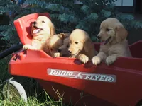 Bo, a male Golden Retriever for sale in Rocky Mount, VA – 2 of 5