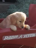 Bo, a male Golden Retriever for sale in Rocky Mount, VA – 4 of 5