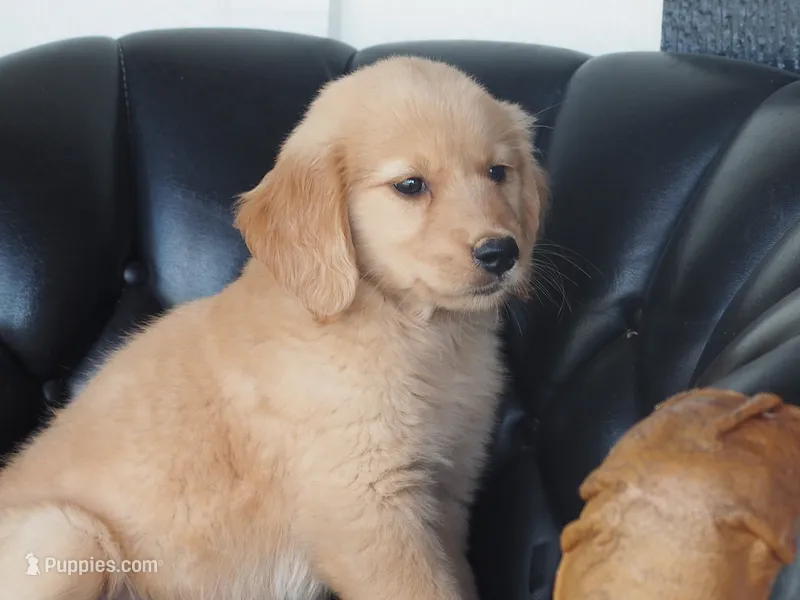 Brynn – Golden Retriever puppy for sale in Rocky Mount, VA