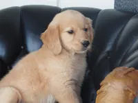 Brynn, a female Golden Retriever for sale in Rocky Mount, VA – 2 of 4