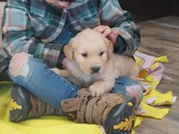 Bo, a male Golden Retriever for sale in Rocky Mount, VA – Photo 3 of 3