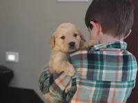 Bo, a male Golden Retriever for sale in Rocky Mount, VA – Photo 1 of 3