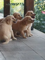Belle, a female Golden Retriever for sale in Rocky Mount, VA – 4 of 4