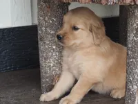 Maverick, a male Golden Retriever for sale in Rocky Mount, VA – 2 of 5