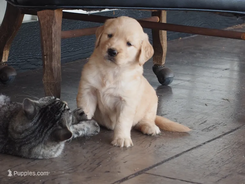 Nova – Golden Retriever puppy for sale in Rocky Mount, VA