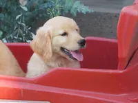 Bo, a male Golden Retriever for sale in Rocky Mount, VA – 3 of 5
