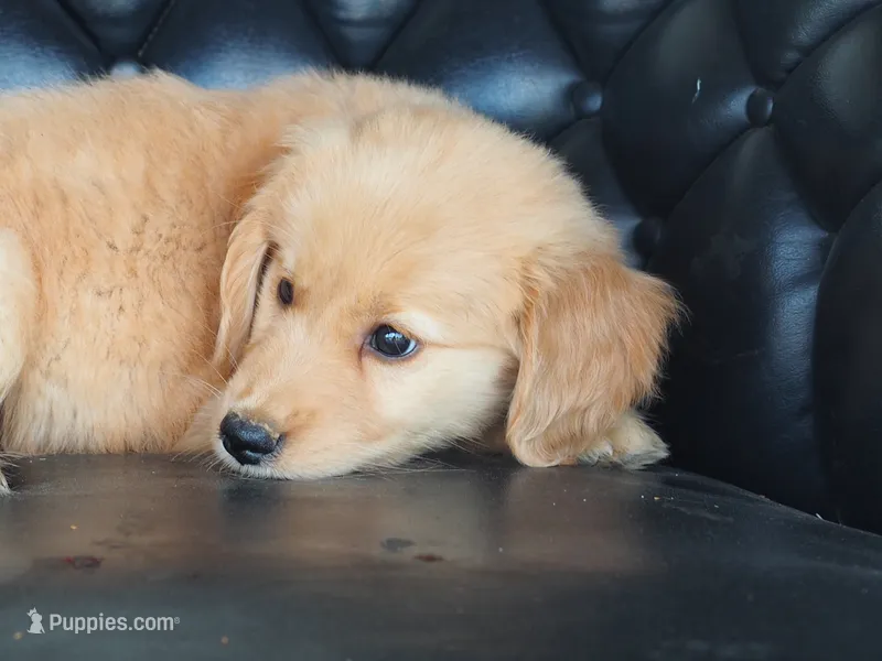 Brynn – Golden Retriever puppy for sale in Rocky Mount, VA