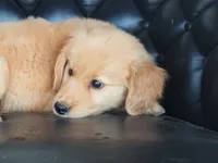 Brynn, a female Golden Retriever for sale in Rocky Mount, VA – 1 of 4