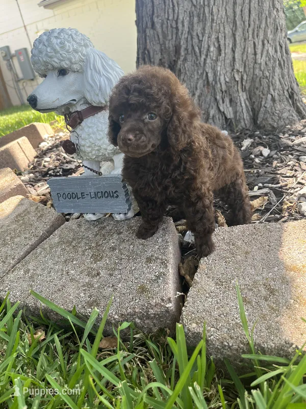 Bell – Poodle - Toy  puppy for sale in Arlington, TX