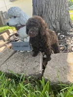 Bell, a female Poodle - Toy  for sale in Arlington, TX – 1 of 4