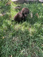 Bell, a female Poodle - Toy  for sale in Arlington, TX – 2 of 4