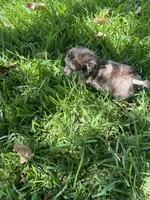Trixie, a female Poodle - Toy  for sale in Arlington, TX – 3 of 4