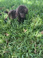 Bell, a female Poodle - Toy  for sale in Arlington, TX – 4 of 4