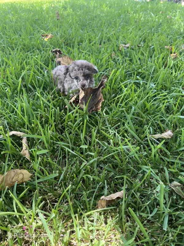 Trixie – Poodle - Toy  puppy for sale in Arlington, TX