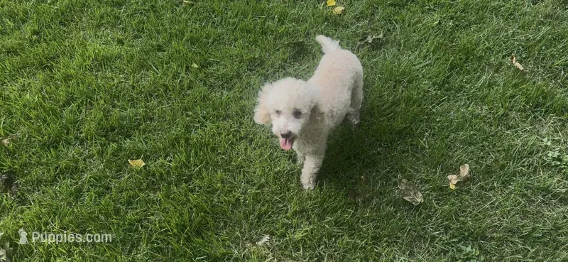 Ollie CKC updated pics – Poodle - Toy  puppy for sale in Arlington, TX