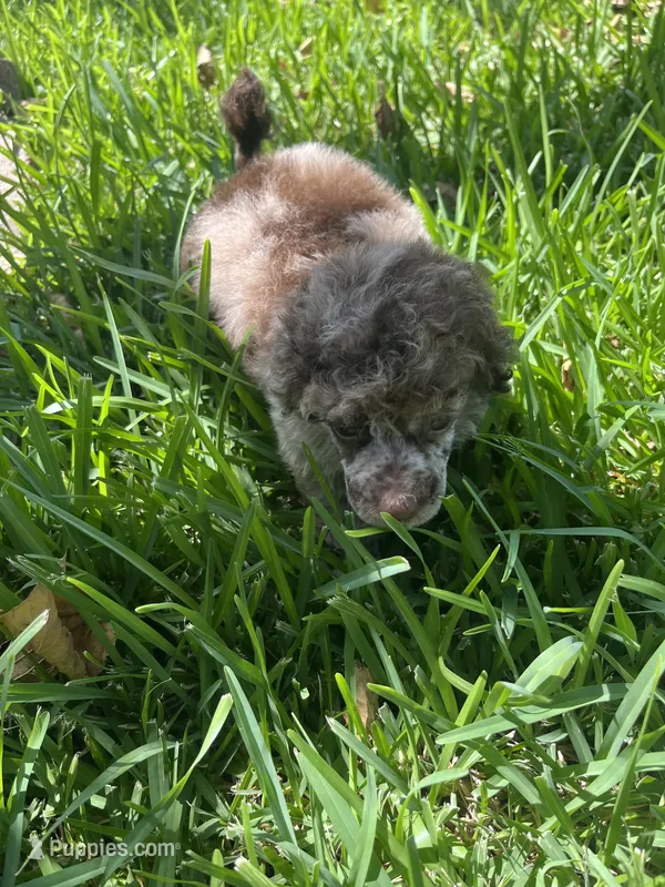 Muffin – Poodle - Toy  puppy for sale in Arlington, TX