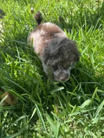 Muffin, a male Poodle - Toy  for sale in Arlington, TX – 1 of 4