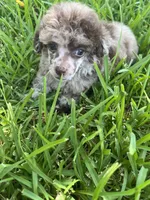 Trixie, a female Poodle - Toy  for sale in Arlington, TX – 2 of 4