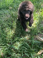 Bell, a female Poodle - Toy  for sale in Arlington, TX – 3 of 4